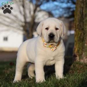 Benny, Yellow Labrador Retriever Puppy