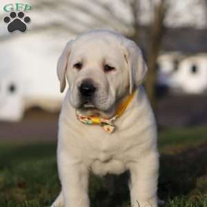 Benny, Yellow Labrador Retriever Puppy