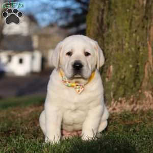 Benny, Yellow Labrador Retriever Puppy