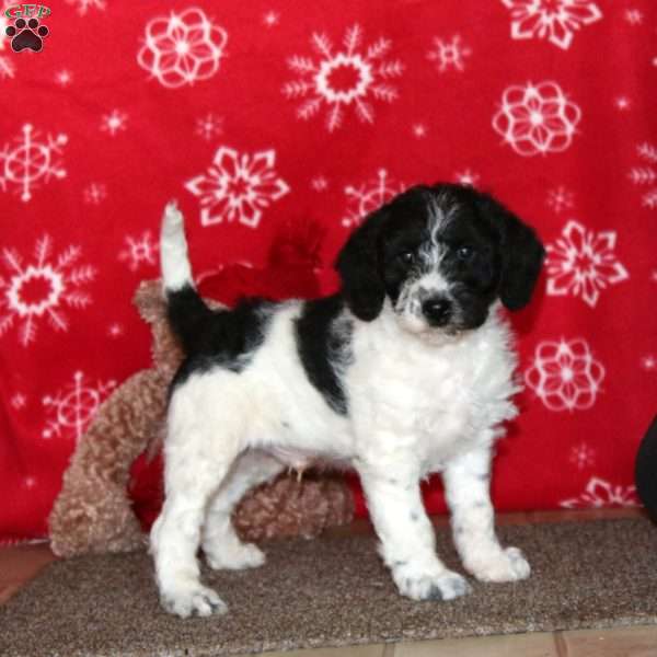 Benny, Labradoodle Puppy