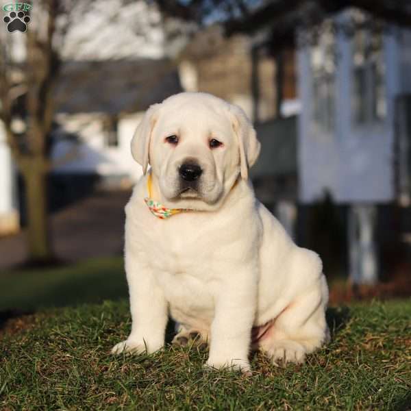 Benny, Yellow Labrador Retriever Puppy