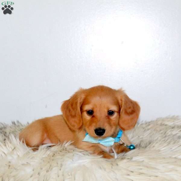 Bentley, Dachshund Puppy