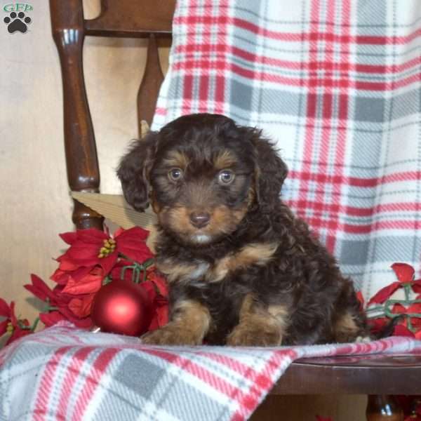 Bentley, Mini Bernedoodle Puppy