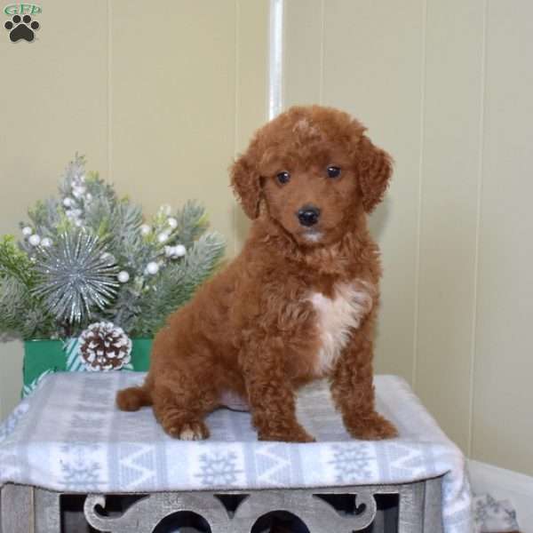 Bentley, Mini Goldendoodle Puppy