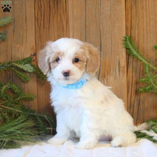 Bentley, Havapoo Puppy