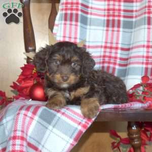 Bentley, Mini Bernedoodle Puppy