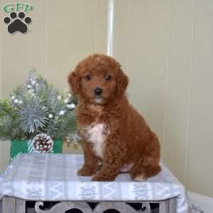 Bentley, Mini Goldendoodle Puppy