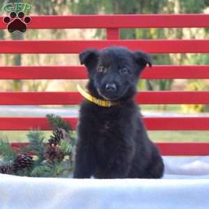 Bentley, German Shepherd Puppy