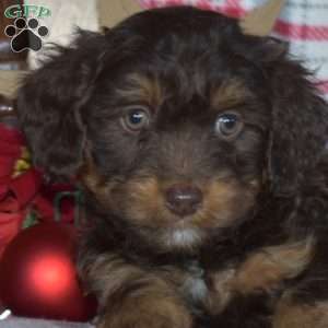 Bentley, Mini Bernedoodle Puppy