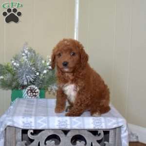 Bentley, Mini Goldendoodle Puppy