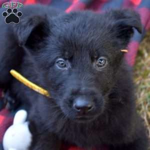 Bentley, German Shepherd Puppy