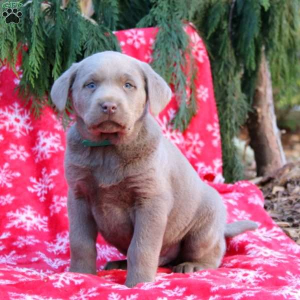 Bentley, Silver Labrador Retriever Puppy