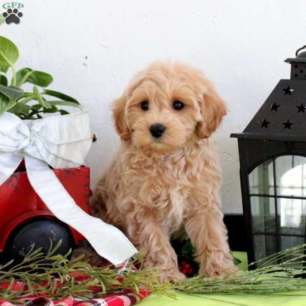 Bentley, Maltipoo Puppy