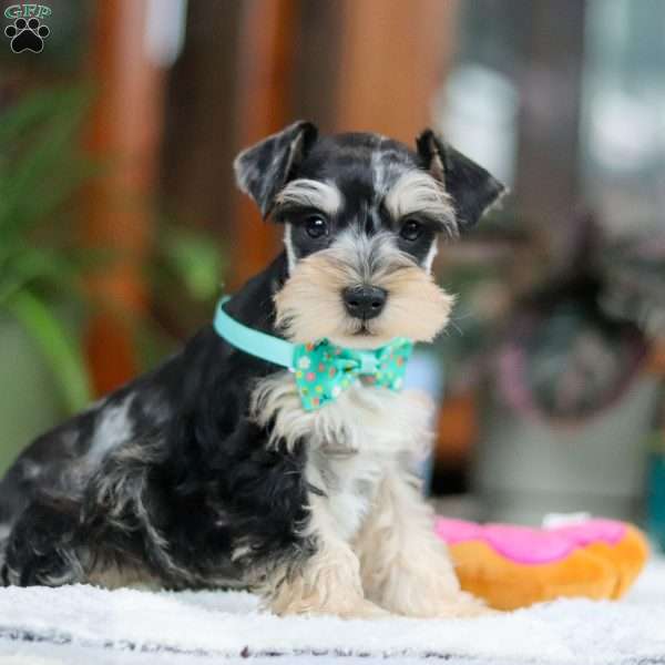 Bently, Miniature Schnauzer Puppy