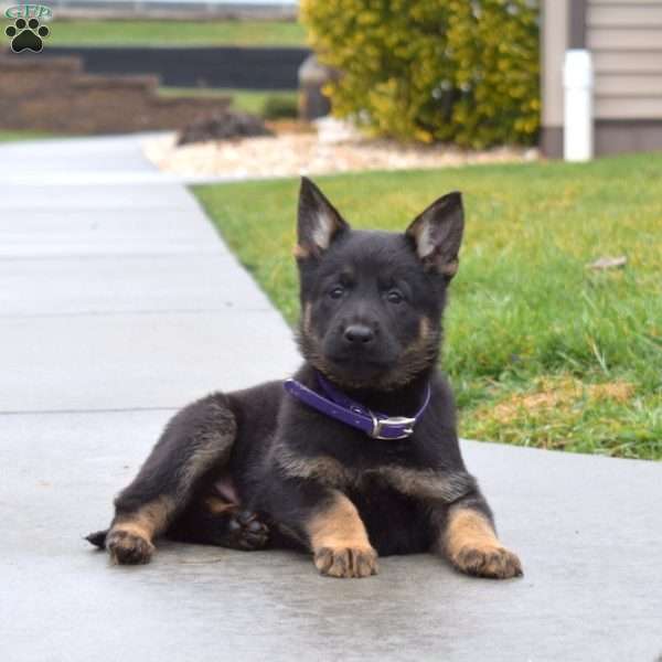 Berry, German Shepherd Puppy