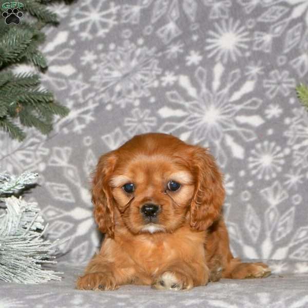 Berry, Cavalier King Charles Spaniel Puppy