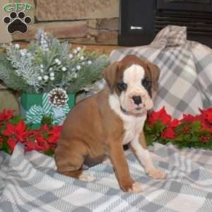 Berry, Boxer Puppy