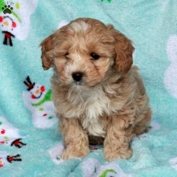 Bess, Maltipoo Puppy