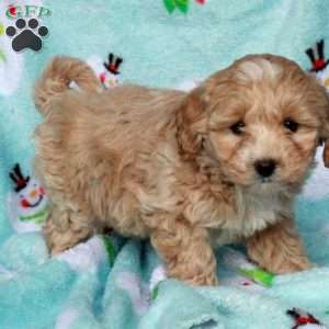 Bess, Maltipoo Puppy