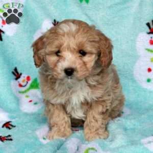 Bess, Maltipoo Puppy