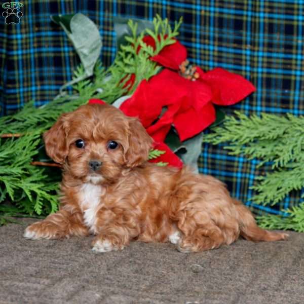 Betsy, Cavapoo Puppy