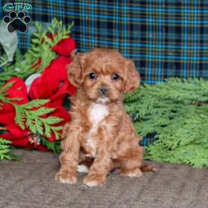 Betsy, Cavapoo Puppy