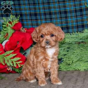 Betsy, Cavapoo Puppy