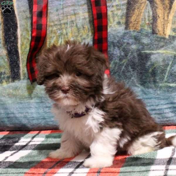 Betty, Havanese Puppy