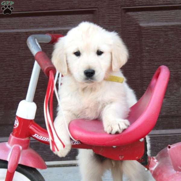 Betty, English Cream Golden Retriever Puppy