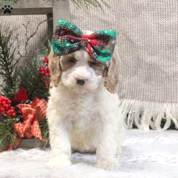 Betty, Cockapoo Puppy