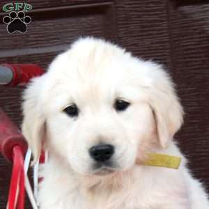 Betty, English Cream Golden Retriever Puppy