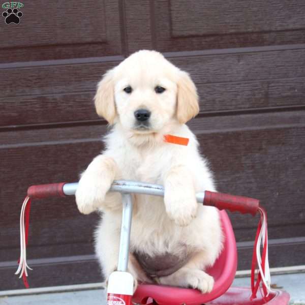 Bev, English Cream Golden Retriever Puppy