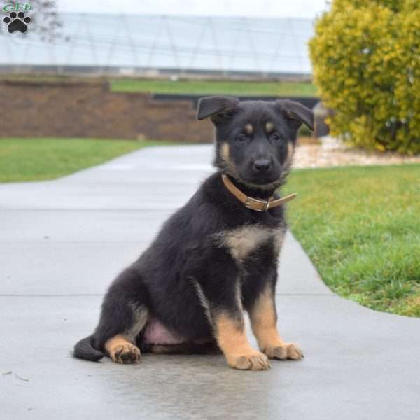 Bianca, German Shepherd Puppy