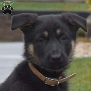 Bianca, German Shepherd Puppy