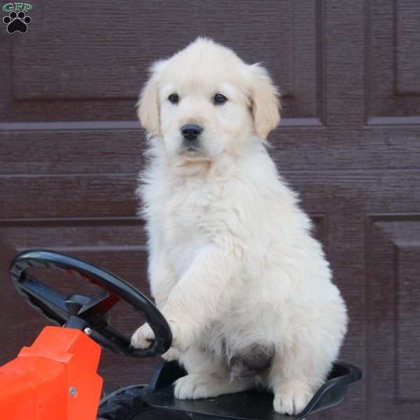 Bill, English Cream Golden Retriever Puppy