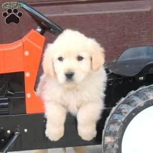 Bill, English Cream Golden Retriever Puppy