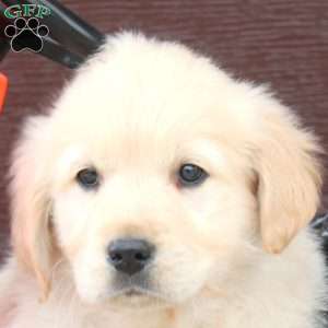 Bill, English Cream Golden Retriever Puppy