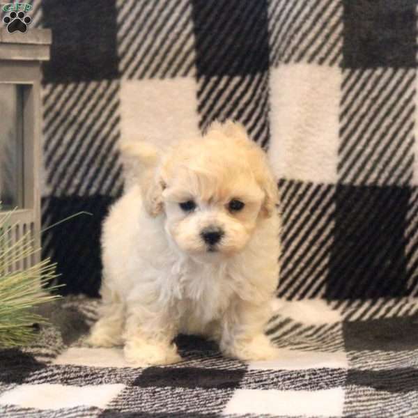 Billy, Maltipoo Puppy