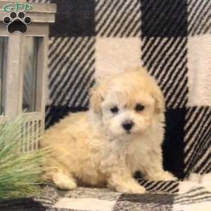 Billy, Maltipoo Puppy