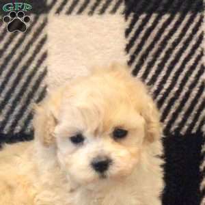 Billy, Maltipoo Puppy