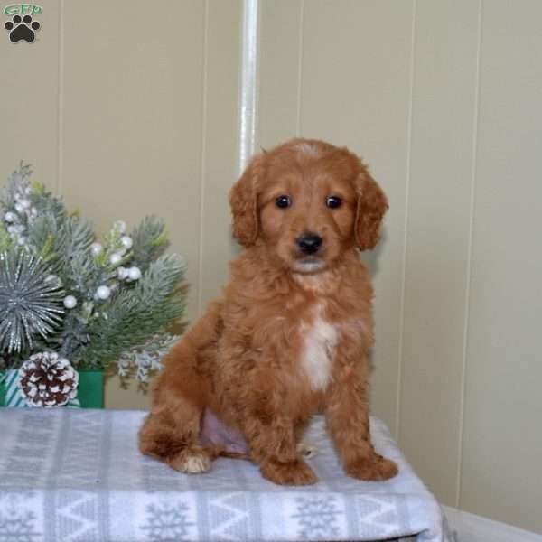 Bingo, Mini Goldendoodle Puppy