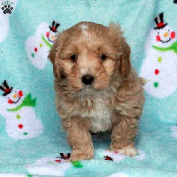 Bingo, Maltipoo Puppy