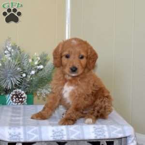 Bingo, Mini Goldendoodle Puppy