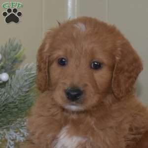 Bingo, Mini Goldendoodle Puppy