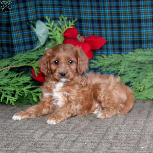 Bingo, Cavapoo Puppy