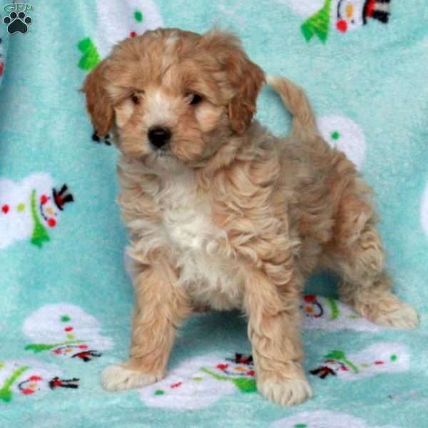 Birdie, Maltipoo Puppy