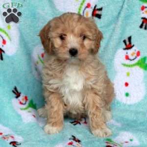 Birdie, Maltipoo Puppy