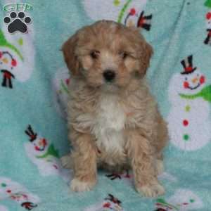 Birdie, Maltipoo Puppy