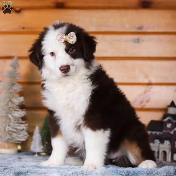 Biscotti, Miniature Australian Shepherd Puppy