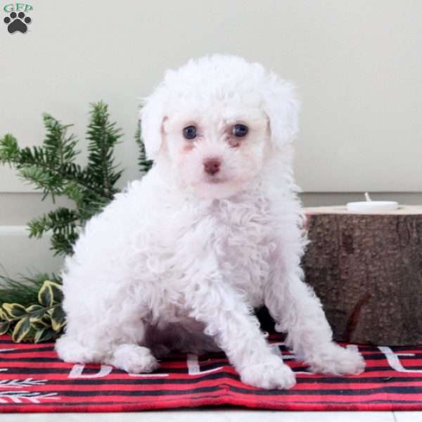 Biscuit, Toy Poodle Puppy